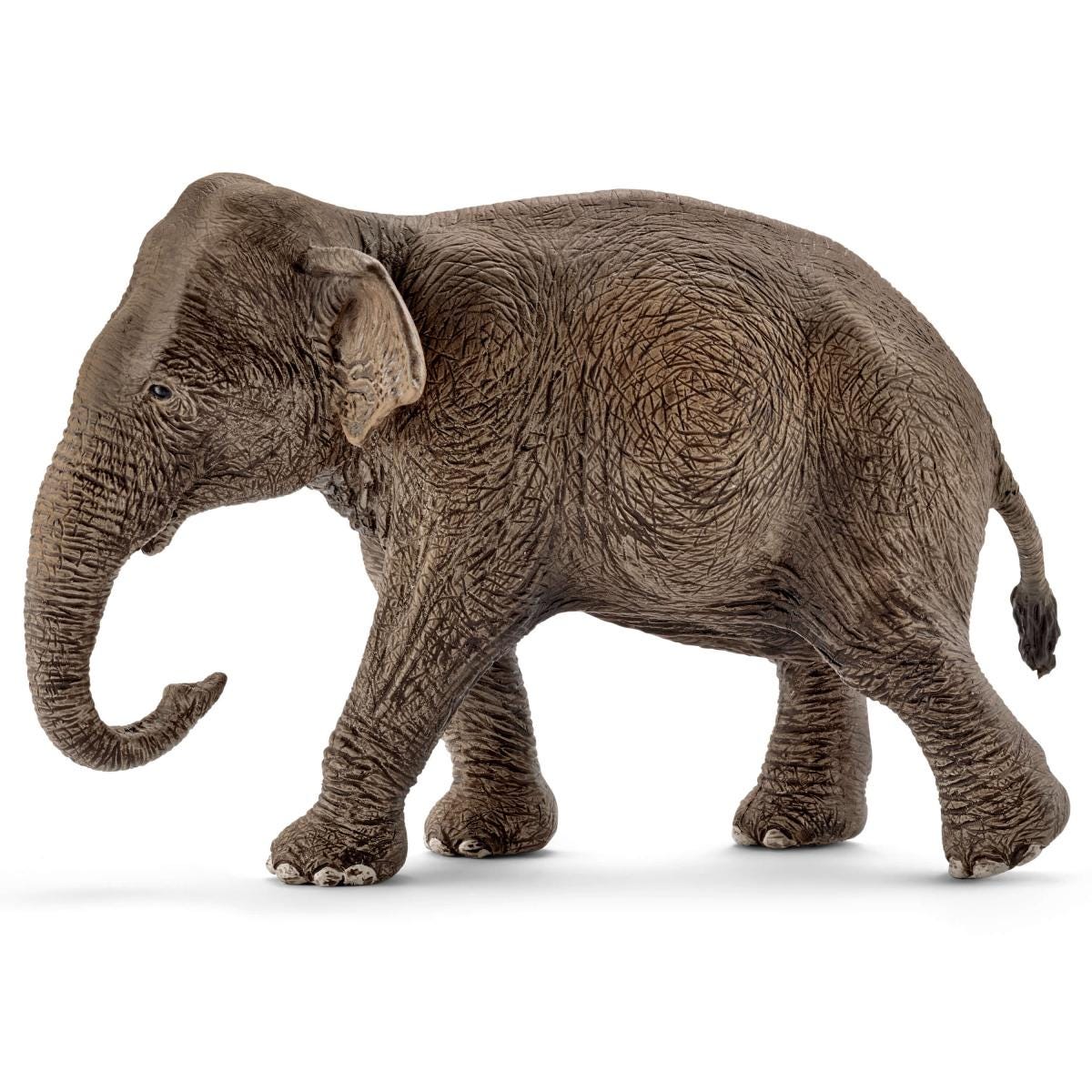 Elefante asiática hembra