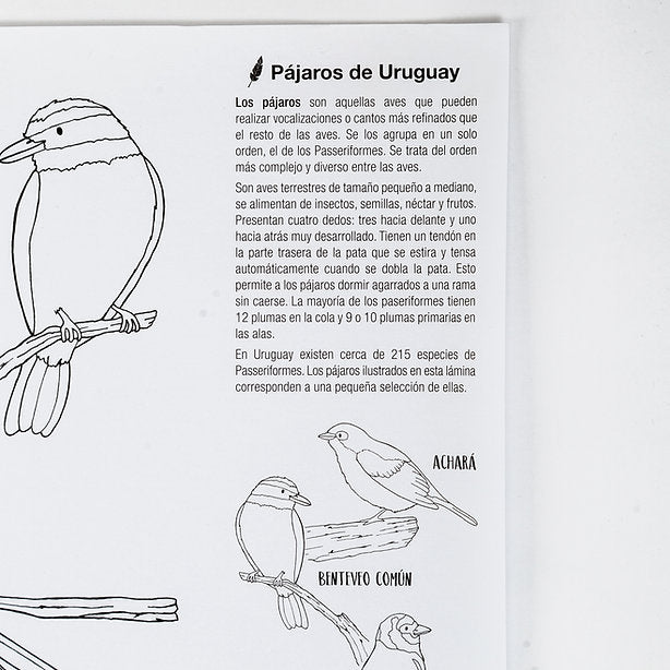 Lámina gigante para colorear - Pájaros del Uruguay