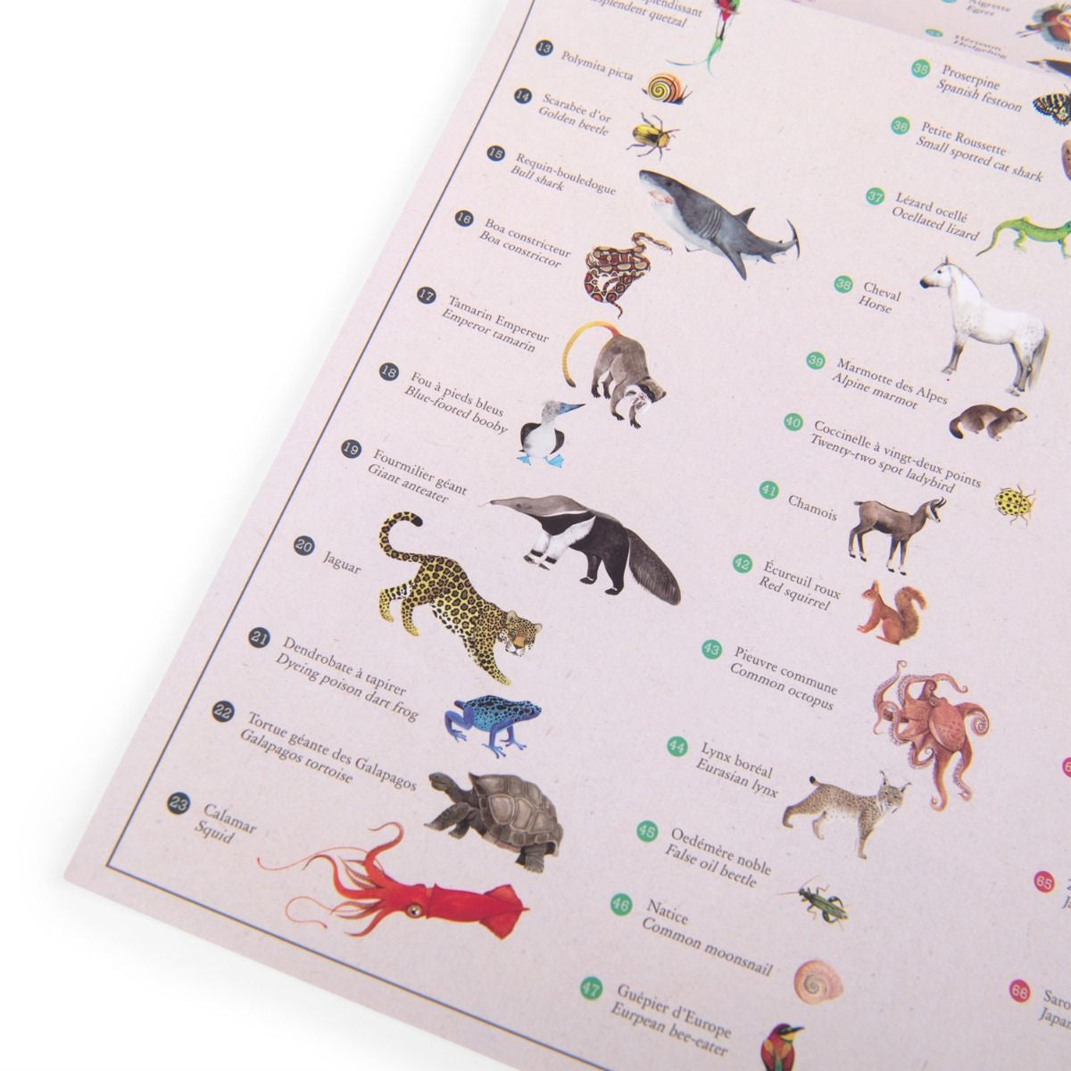 Calcomanías - Mapa con Animales del Mundo