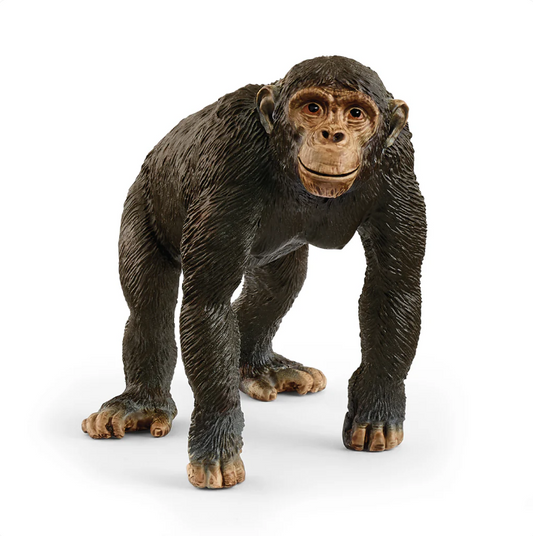 Chimpancé