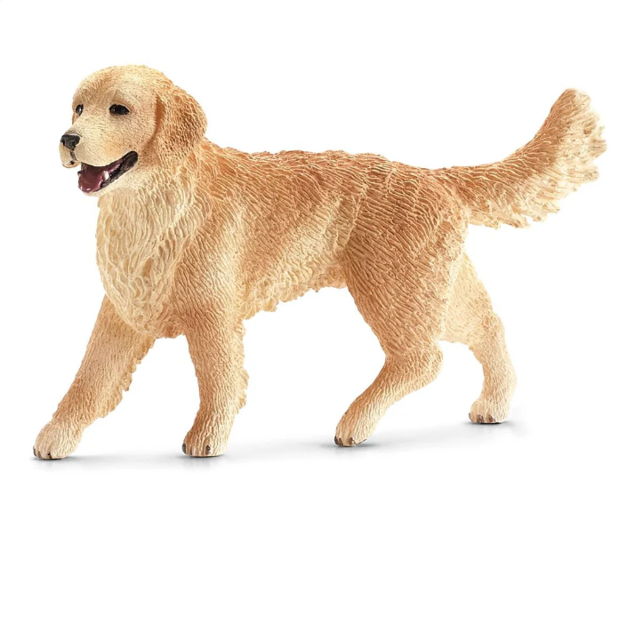 Golden Retriever Hembra